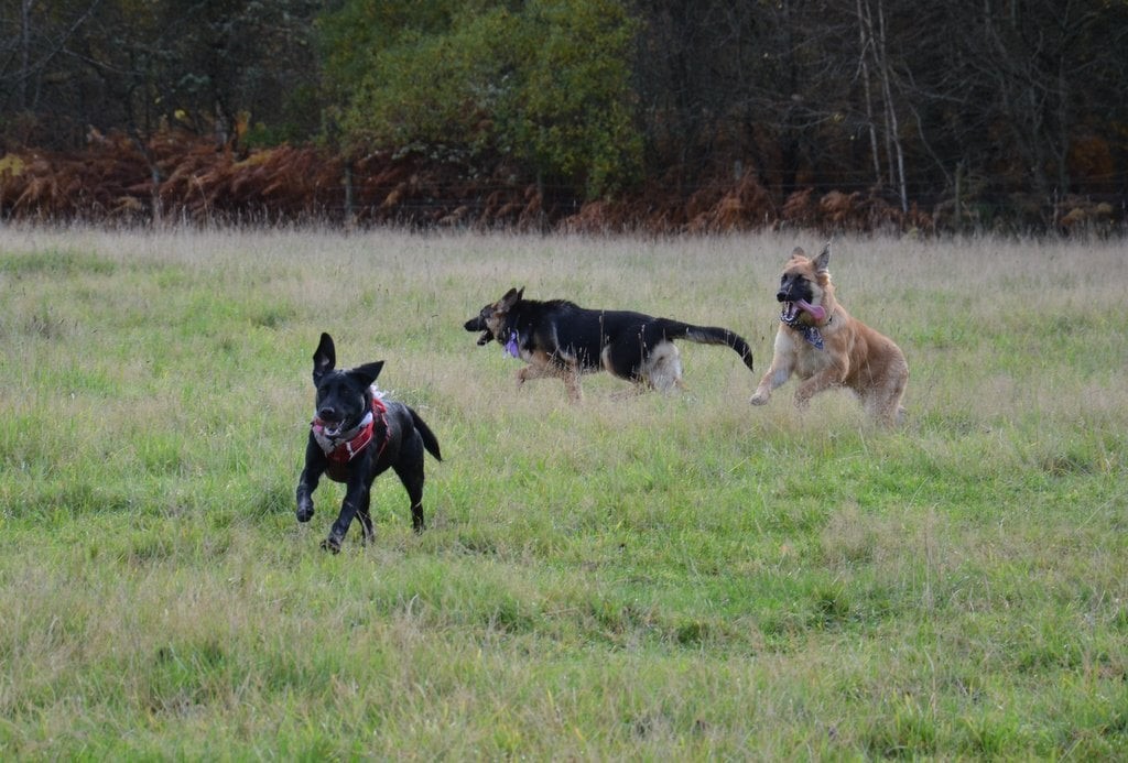 Dogs enjoying 15 acres of countryside at Brumley Brae